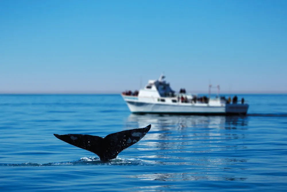 Observation des baleines. 
©iStockphoto / skodonnell