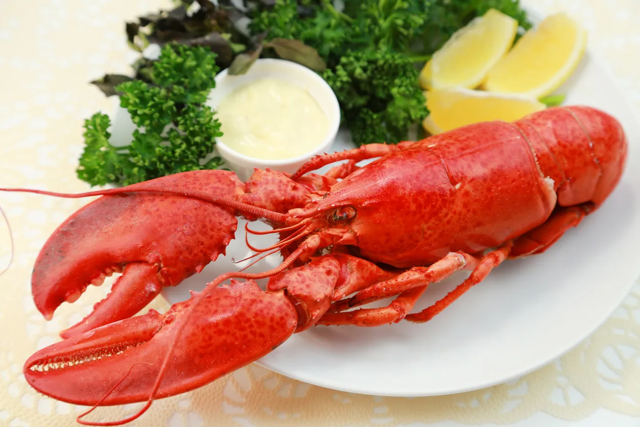 Le homard américain ( homarus americanus) ou homard du Maine © iStock / yasuhiroamano