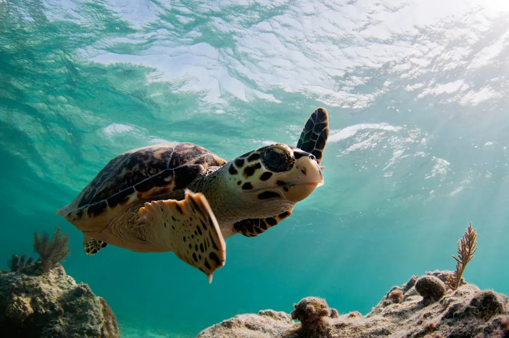 Tortue de mer aux Bahamas | © ShaneGross
