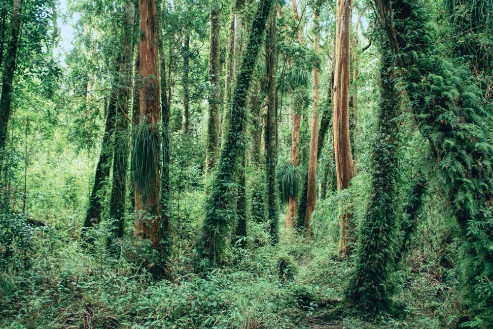 Parc National Chiloé ©iStockphoto / MisoKnitl