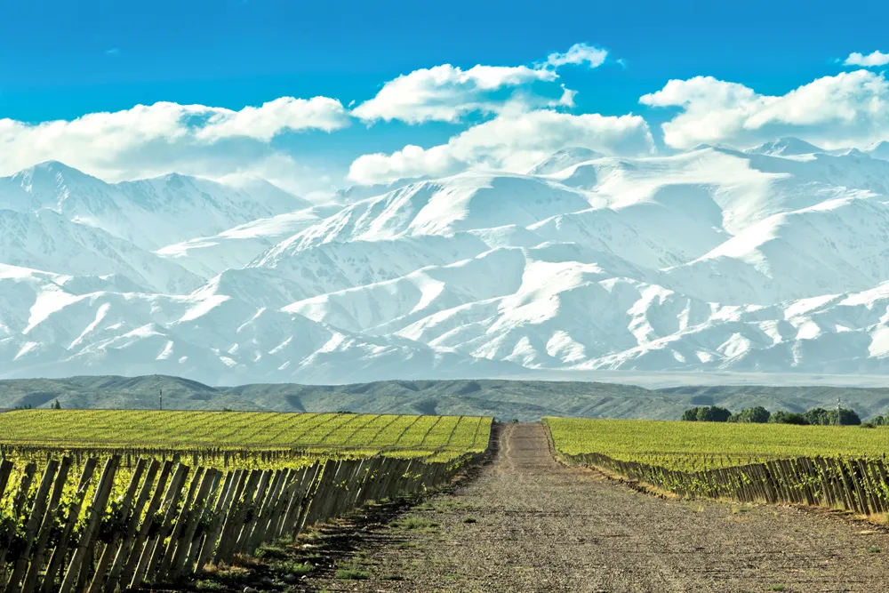 Vignes près de Mendoza, Argentine | © iStockphoto.com/EAQ