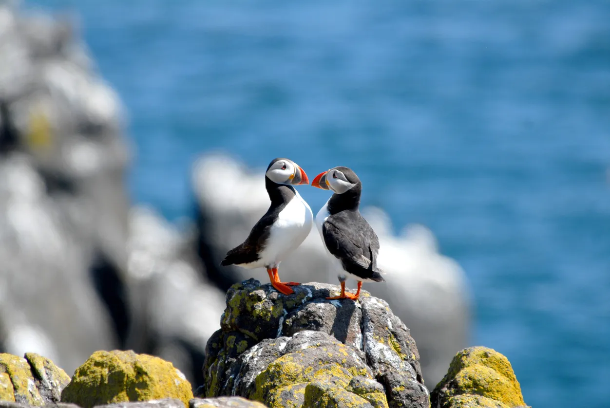  Un couple de macareux en Écosse © iStock / Jpiks1