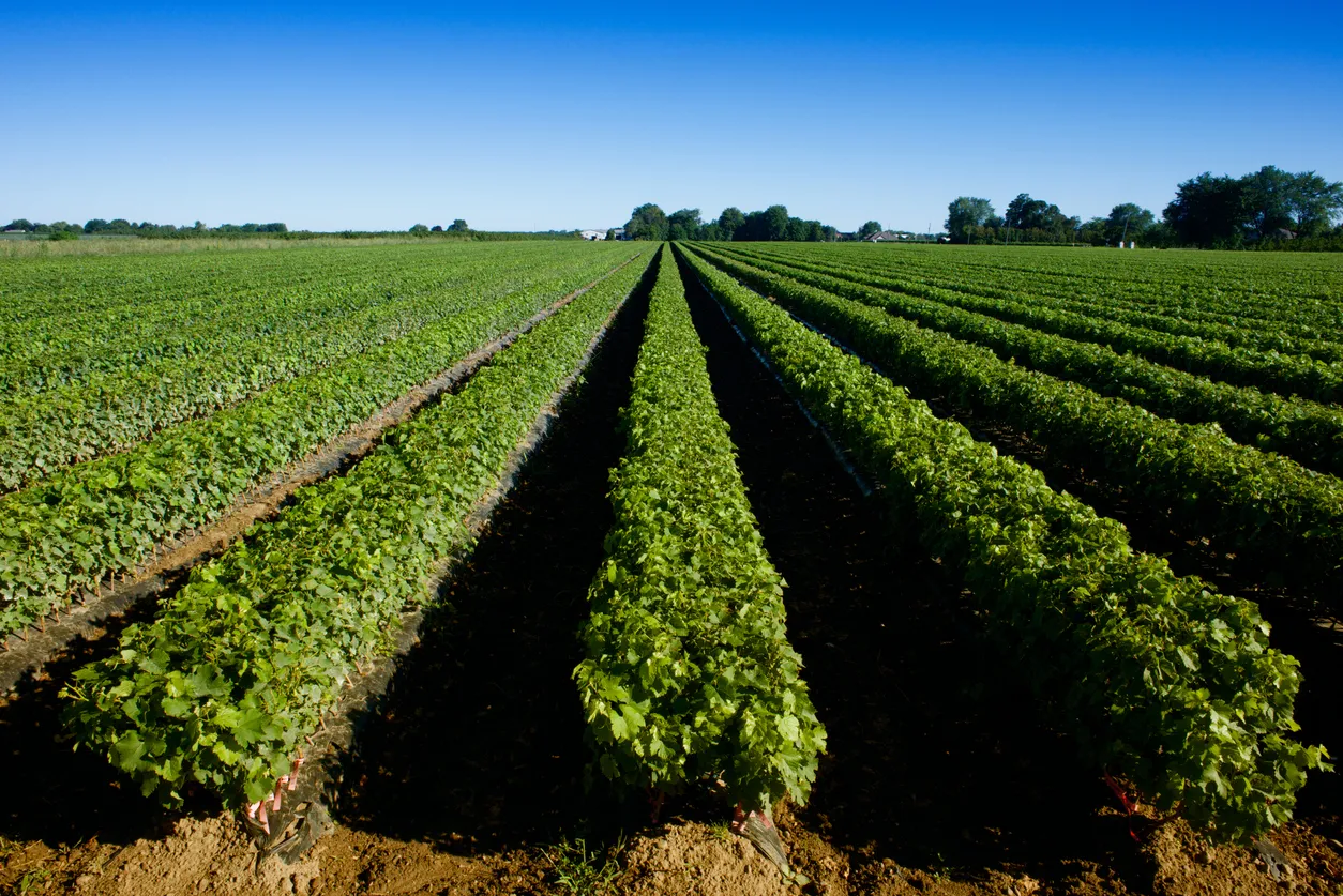  Vignoble près de Niagara on the Lake, Ontario © iStock / JonathanNicholls