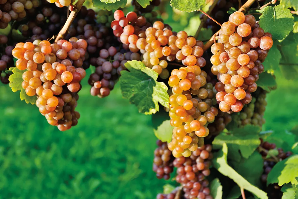 Raisins de la vallée de l’Okanagan.©iStockphoto/laughingmango
