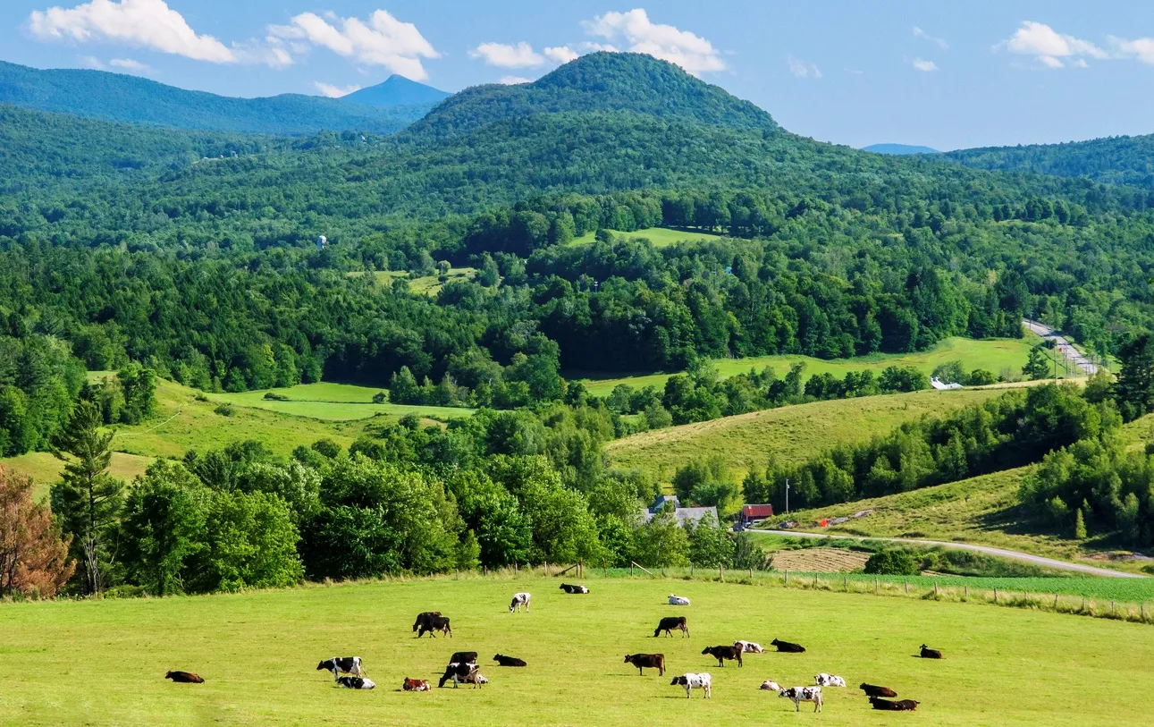Des vaches paissent dans une ferme laitière à Cambridge au Vermont, à flanc de colline © iStock / kevinmwalsh