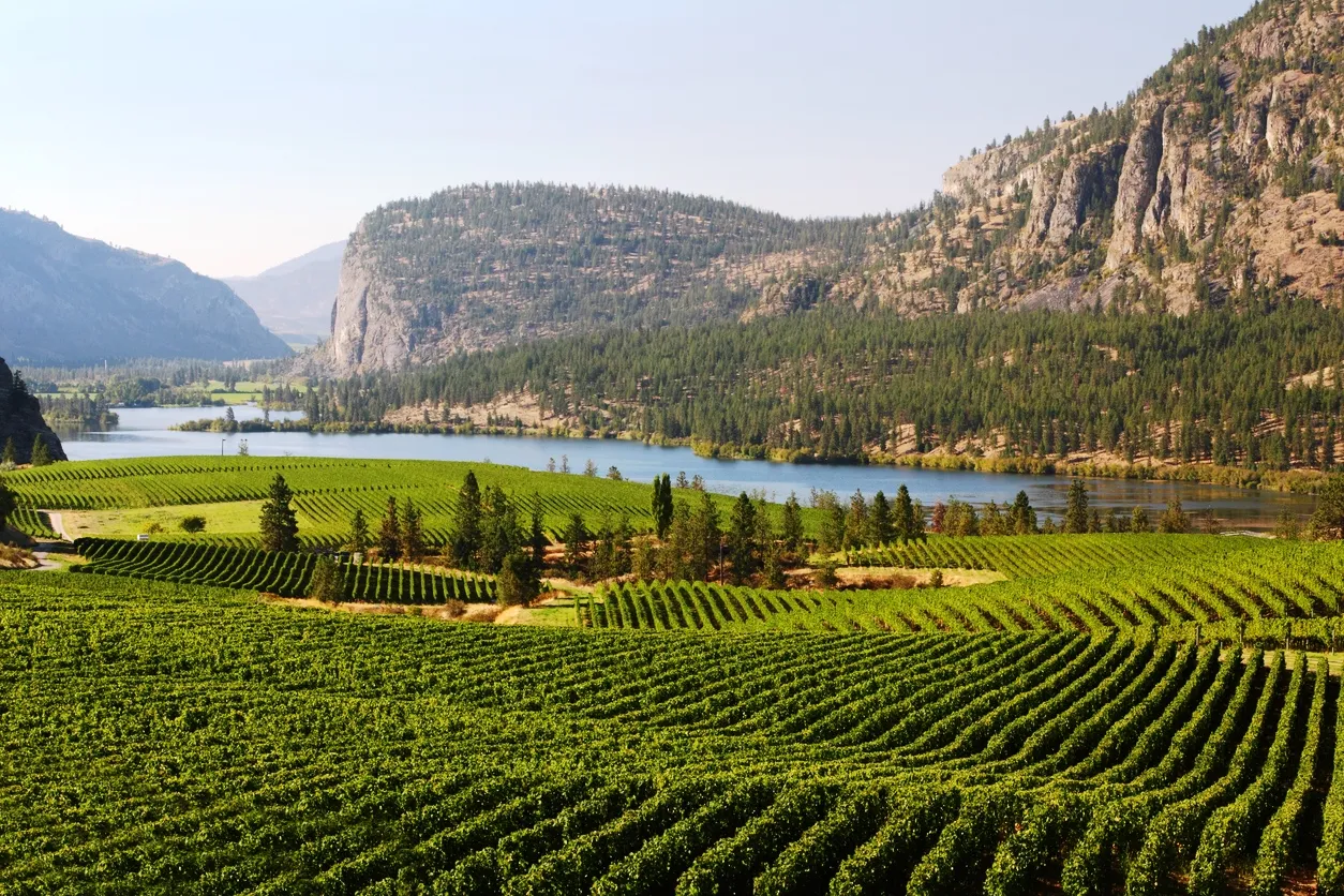 Vignobles en face du lac Vaseux et des falaises de McIntyre entre la vallée de l'Okanagan et le désert d'Osoyoos, Colombie-Britannique, Canada.