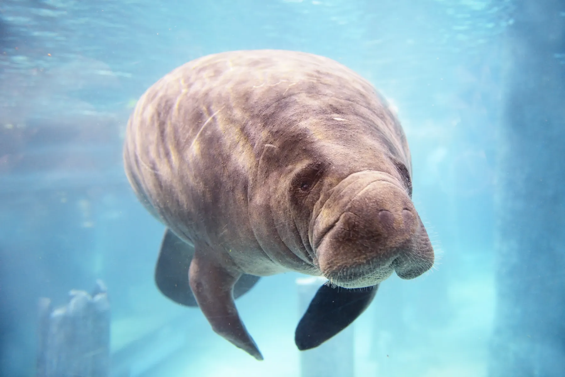  Un lamentin en Floride © iStock / fmajor