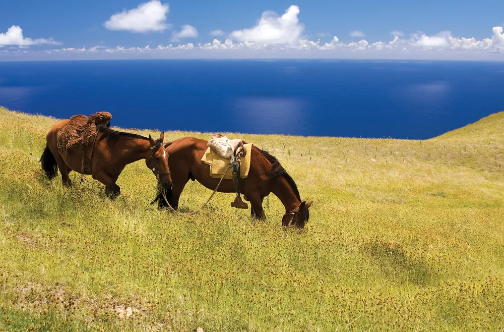 Chevaux d’équitation sur l’île de Pâques. ©iStockphoto / Magaiza