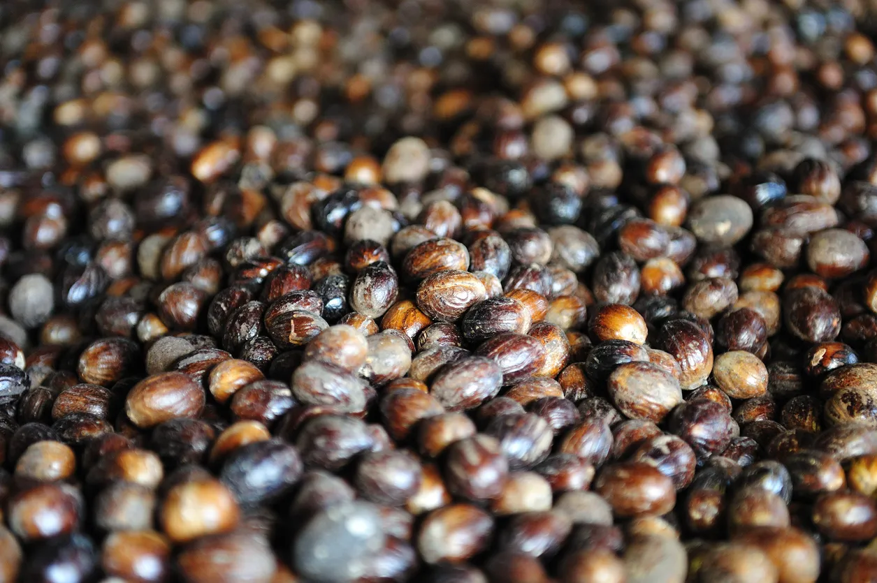 Noix de muscade séchant sur des étagères en bois dans une usine de transformation traditionnelle à Gouyave, Grenade - l'île aux épices dans les Caraïbes  © iStock / Frankonline