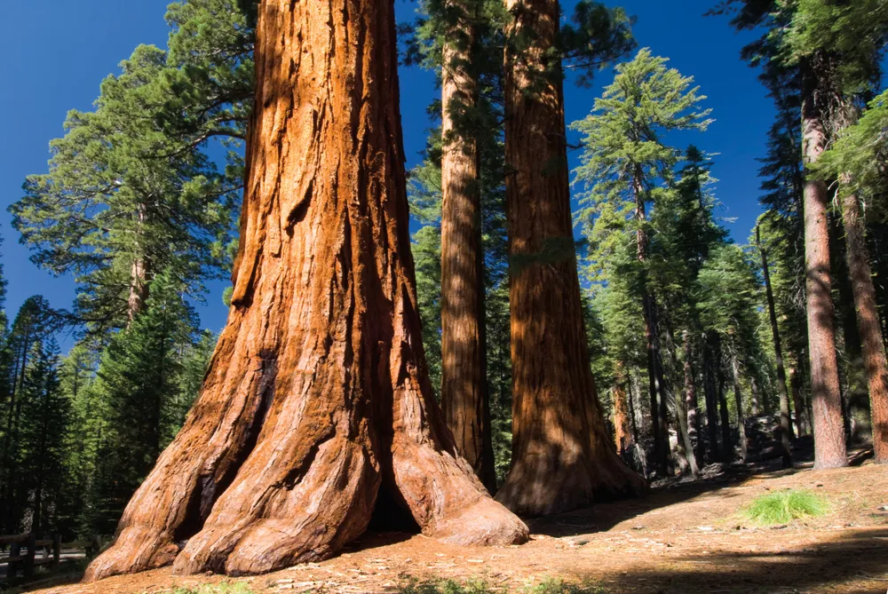 Mariposa Grove.©iStockphoto/7Michael
