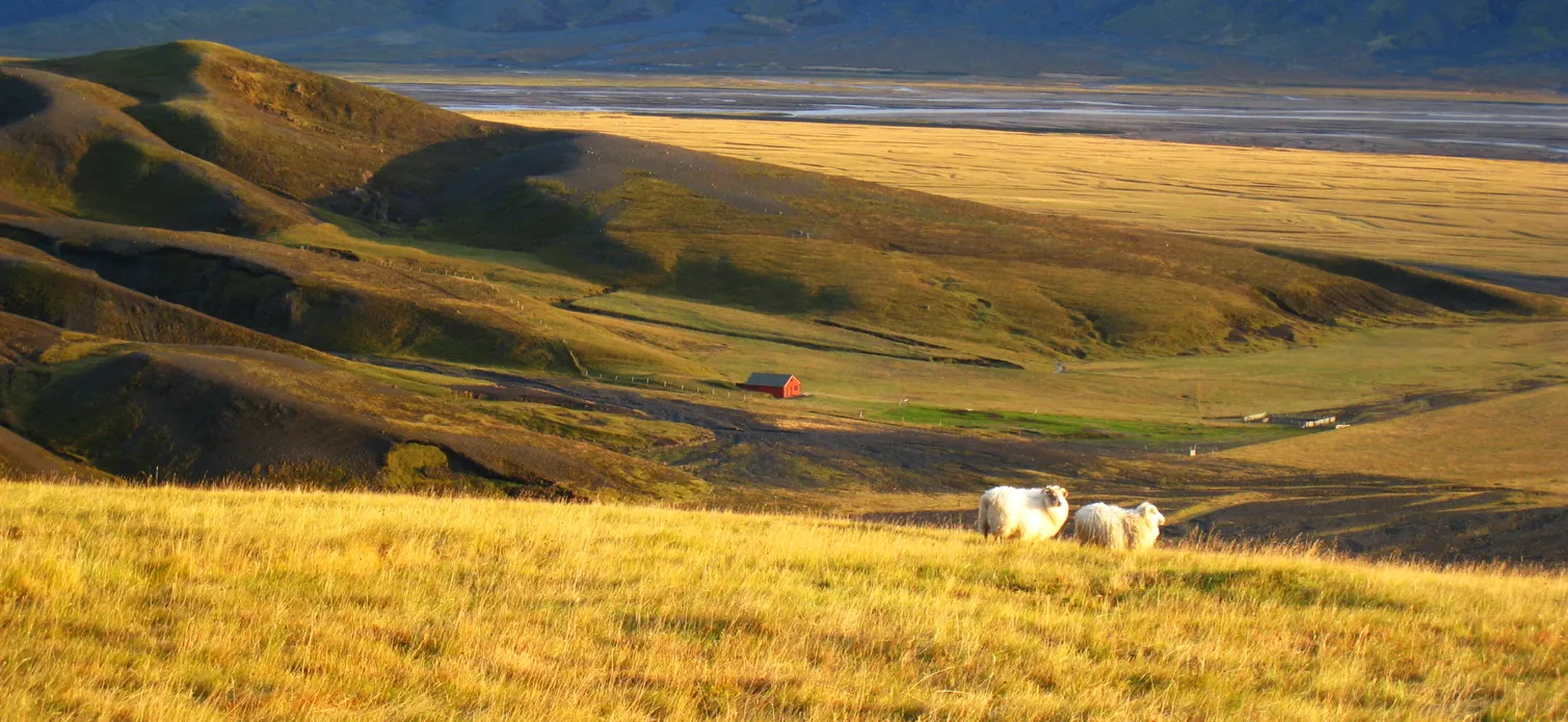 Brebis dans un paysage d'automne en Islande © iStock / Chadbot