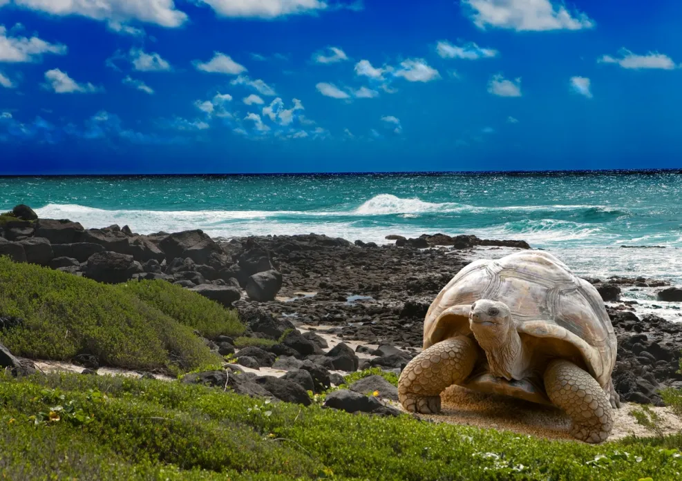 Tortue géante des Galápagos (Équateur) ; elle peuvent peser jusqu'à 250 kg-  © iStock-Konstik