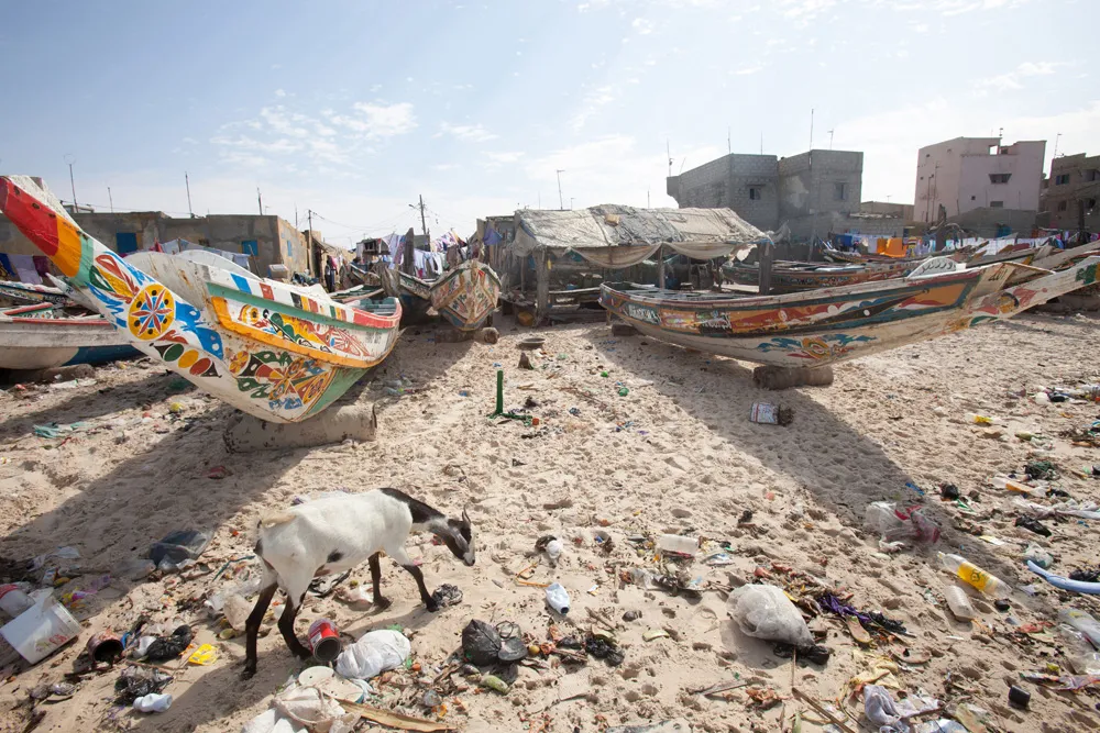 Chèvre à M’Bour | © Ssviluppo