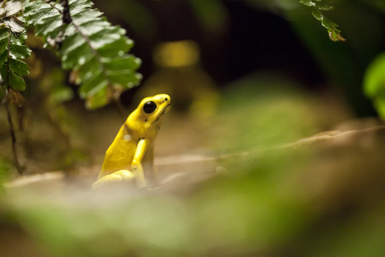 Grenouille dorée © iStock / JaysonPhotography
