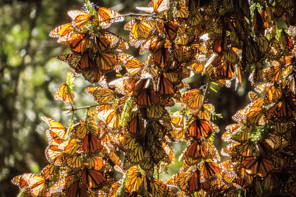 Monarques au Mexique	© iStockphoto/HVEPhoto