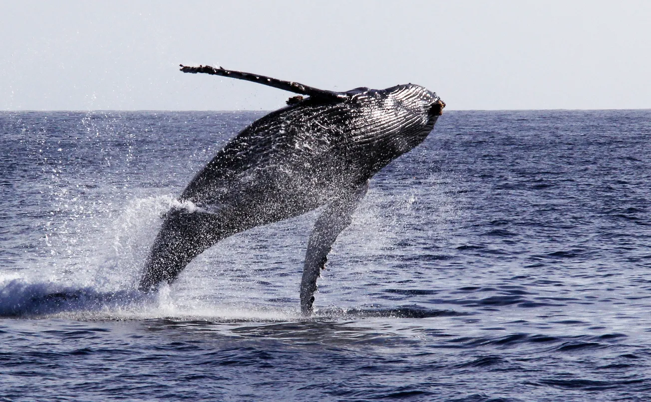 Saut d'un baleine à bosse - photo © iStock-PeakMystique