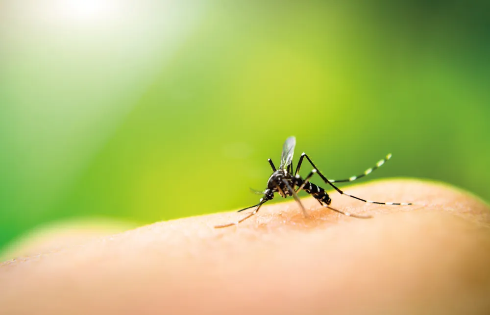 Un moustique.©iStockphoto/auimeesri