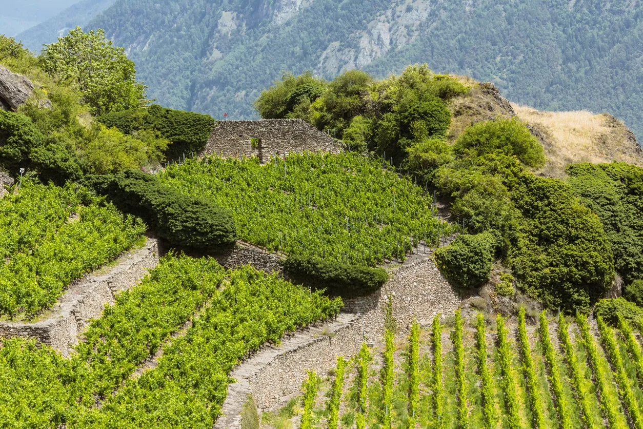 Vignoble dans le Canton du Valais (Suisse) - photo © iStock-Gfed