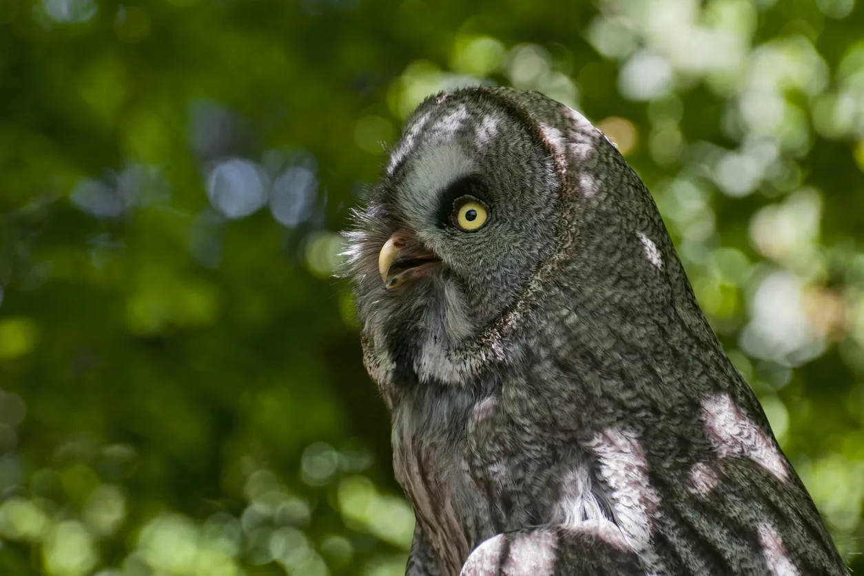 Chouette vue de profil  © legna69