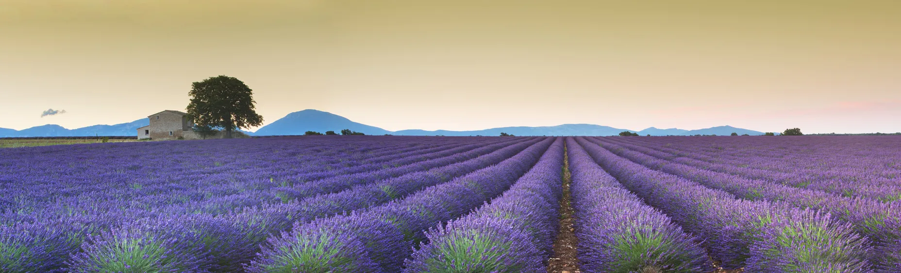Lever du soleil sur le plateau de Valensole  © iStock / xavierarnau