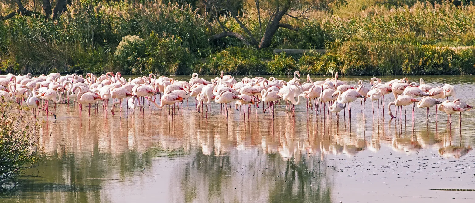 Troupeau de flamants roses se reposant dans les zones humides de Carmargue, parc ornithologique de Pont de Gau. ©  iStock / BeyondImages