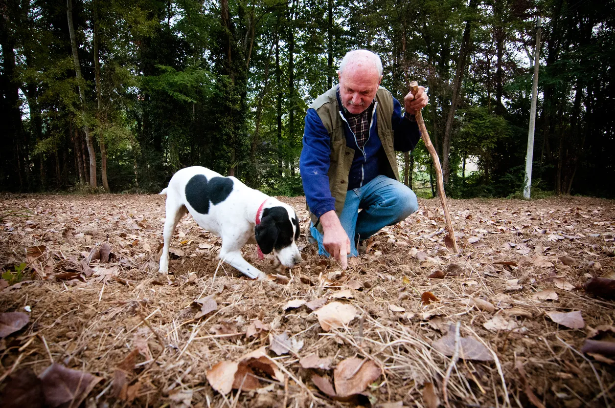 Un chien chercheur de truffes et son maître © iStock / giorgio1978