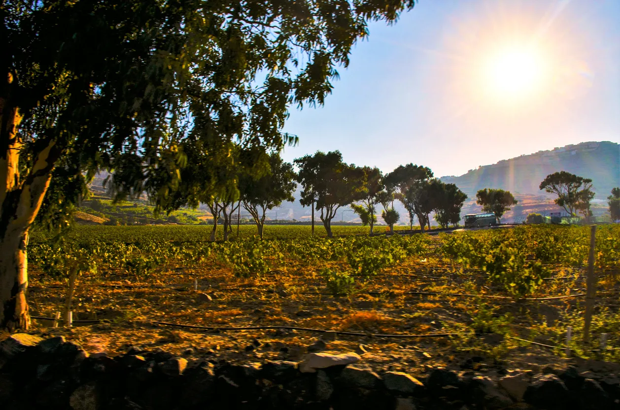 Vignoble de Santorin © iStock / PascuAnaMaria