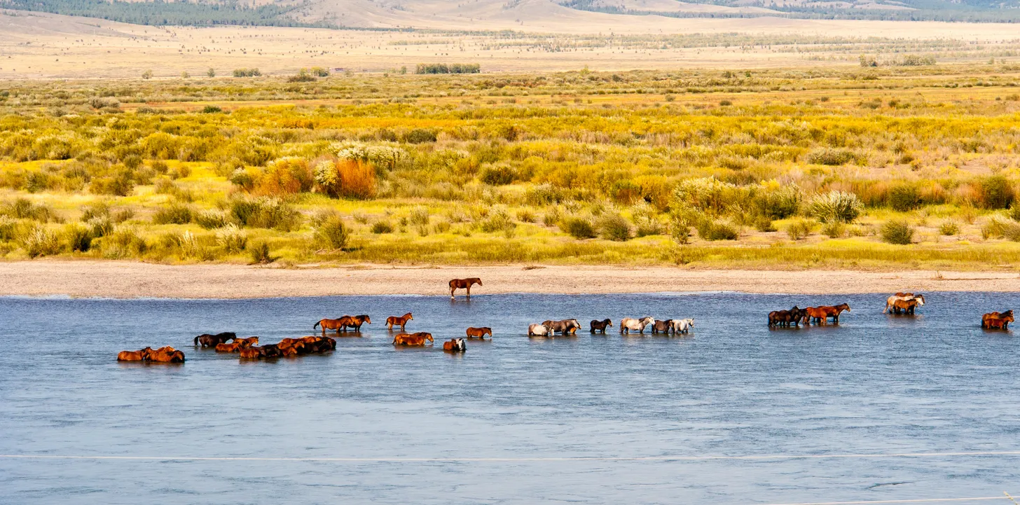 Des chevaux se baignant dans le fleuve Ienisseï en Sibérie. iStock / Typehistorian
