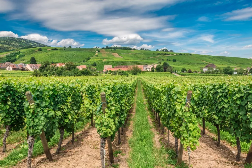 Les célèbres vignobles d'Alsace (Riquewhir) - Photo © iStock-PocholoCalapre