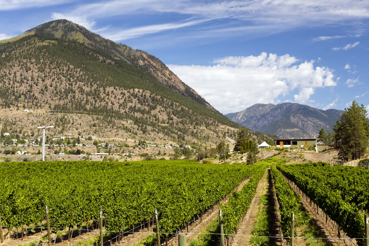 Vignoble de Lillooet en Colombie-Britannique, Canada © iStock / laughingmango