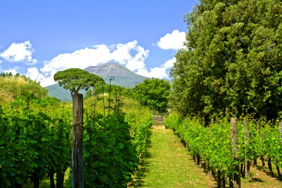 Vignoble dans la région de Pompéi - photo © iStock-Bkamprath