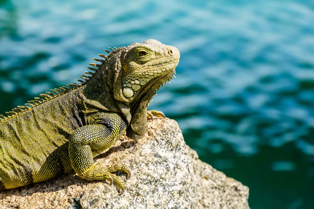 Iguane vert ou commun, Aruba | © BriBar