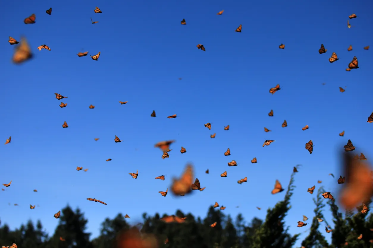 Papillons monarques, réserve du Michoacan, au Mexique © iStock/cicloco