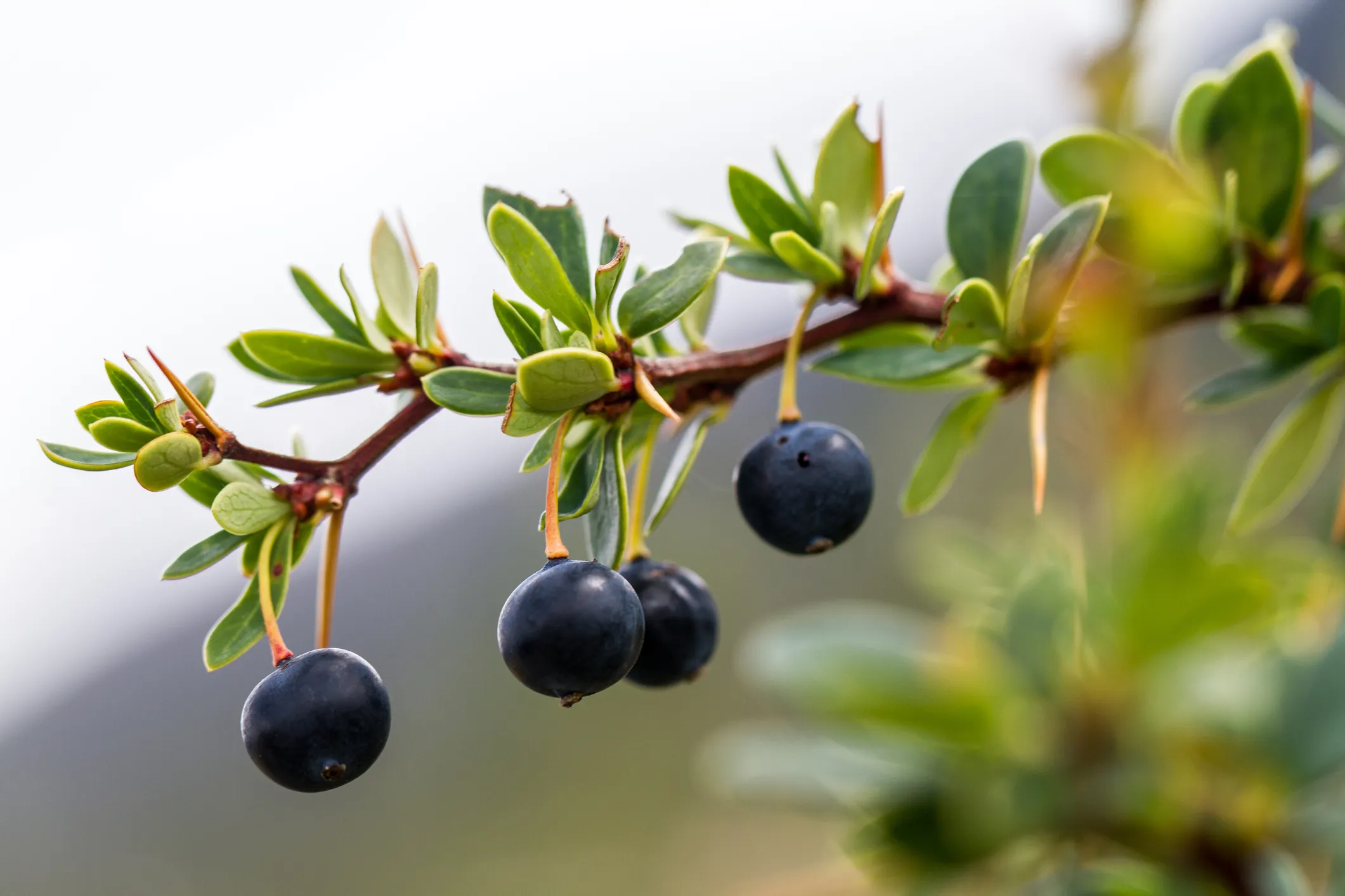 Berberis microphylla, connu sous le nom de « Calafate », native du sud de l'Argentine et du Chili. © iStock / OK-Photography