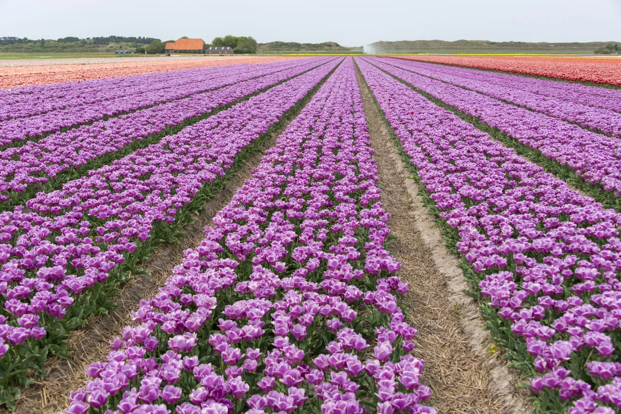 Champs de tulipes aux Pays-Bas © iStock / FrankvandenBergh