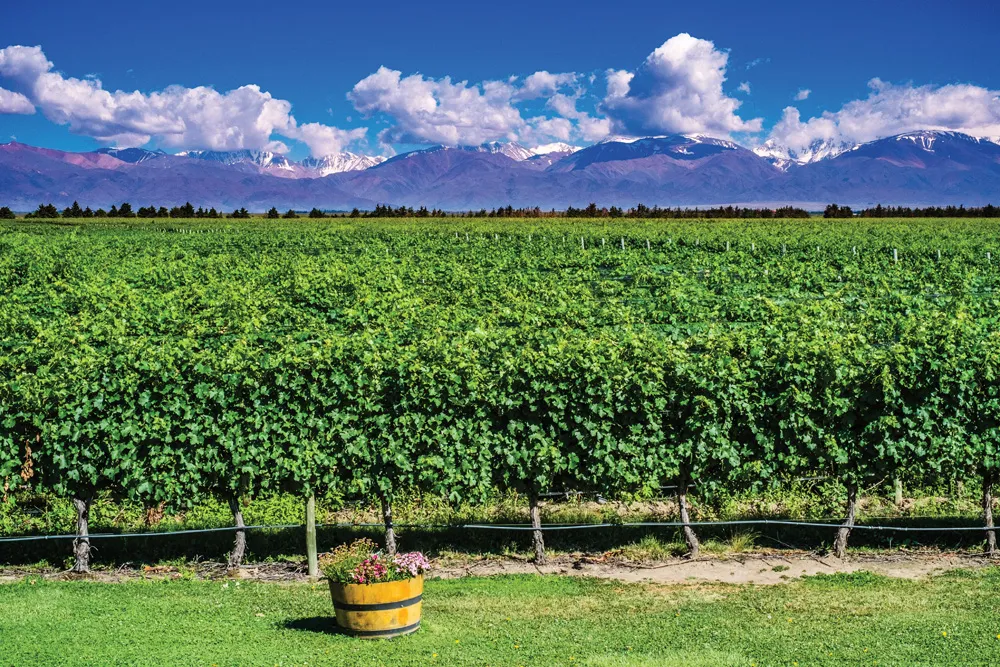 Vignobles, région de Mendoza | © iStockphoto.com/patrickds