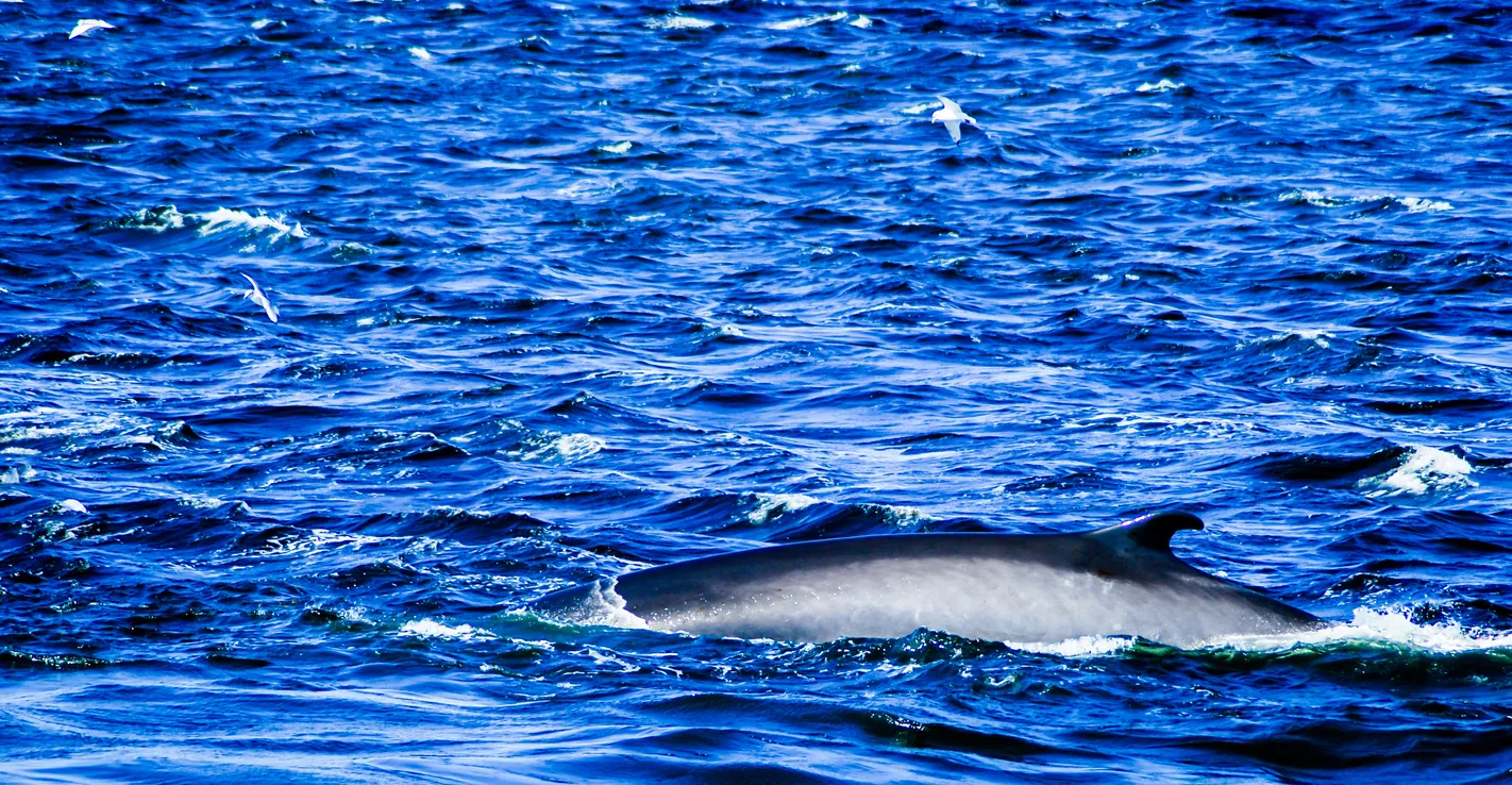  Baleine près de Tadoussac © iStock / Francesca25