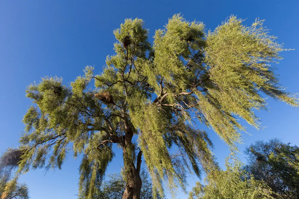 Gran Chaco, provinces de Formosa et du Chaco, Argentine | © pablo_rodriguez_merkel