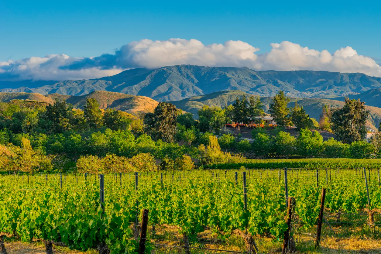 Beauté des vignobles dans la région de Temecula (Californie, États-Unis) - photo © iStock-Ron and Patty Thomas