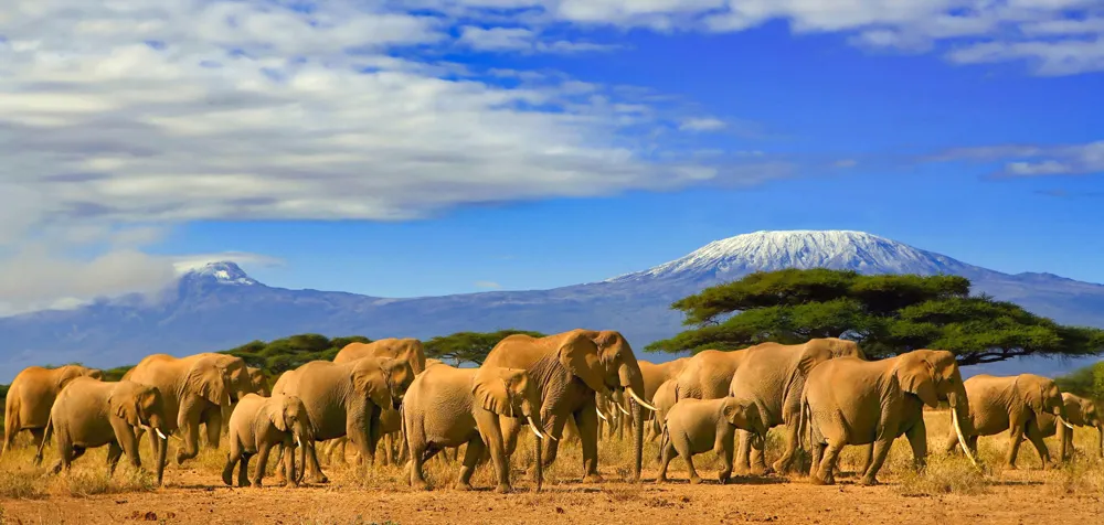 Éléphants, Kenya  | © iStockphoto.com/104kelly