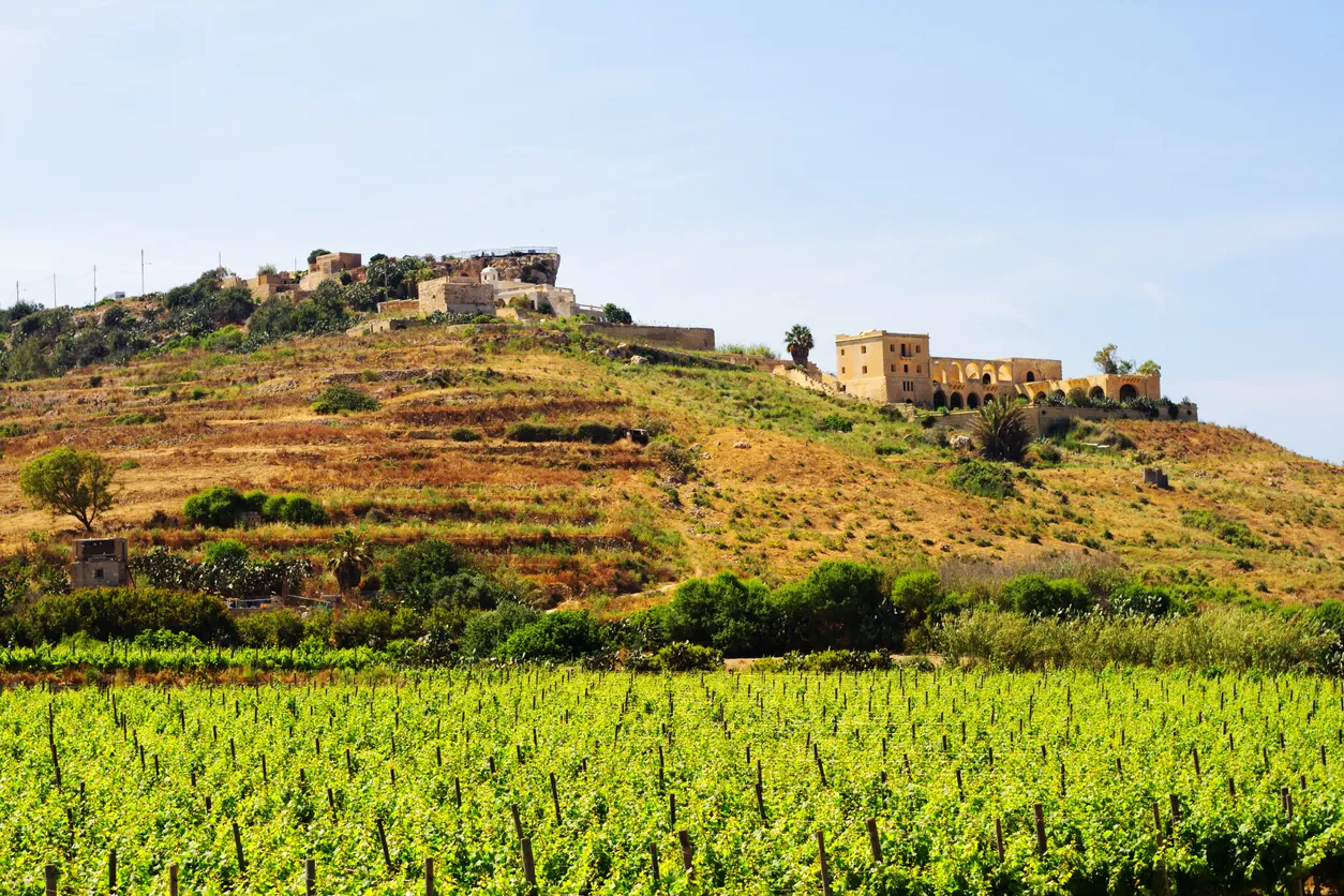 À Malte, sur l'île de Gozo, un vignoble au printemps  © iStock / JannHuizenga