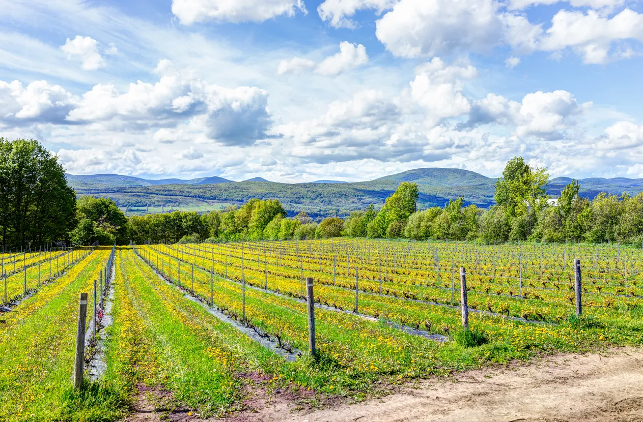 Vignoble sur l'Île d'Orléans (Québec) - photo © iStock-krblokhin