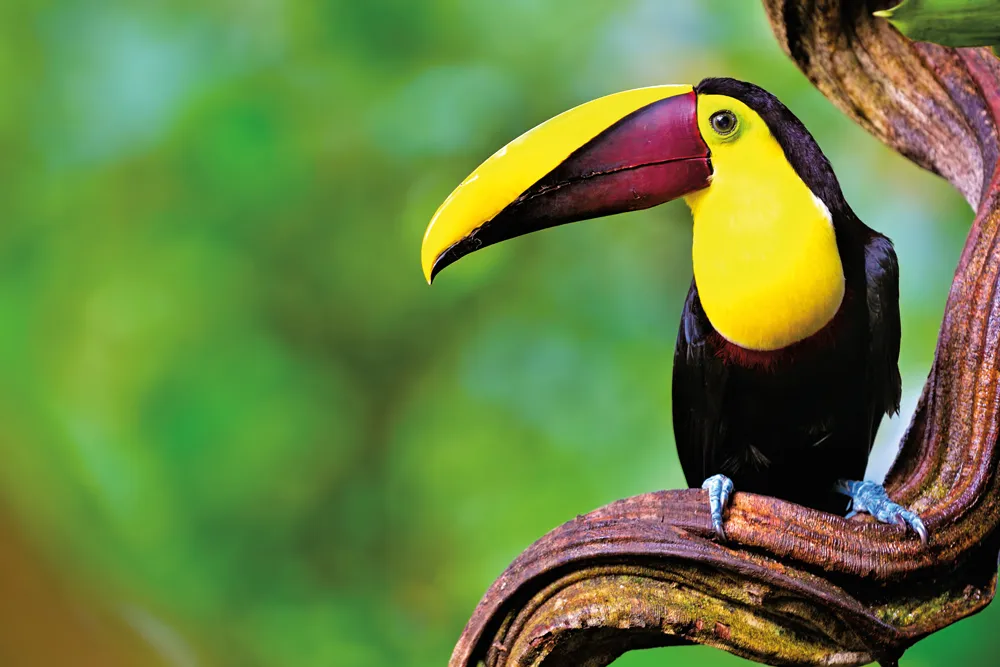 Toucan de Swainson © iStockphoto / Freder