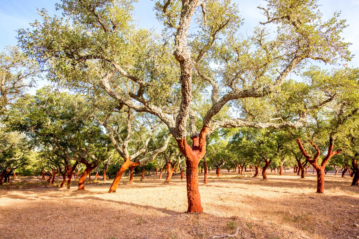 Arbres à liège - photo © iStock-RossHelen