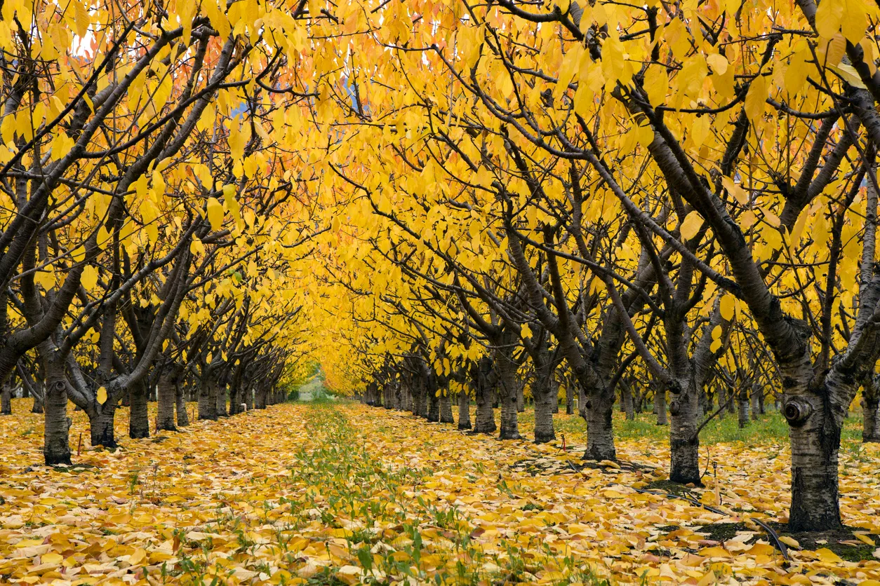 Verger de cerisiers en automne dans la vallée de l'Okanagan © iStock/laughingmango