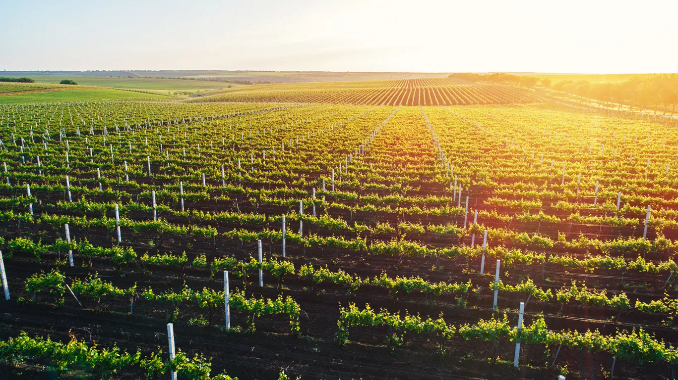 Vignoble en Moldavie © iStock / niromaks