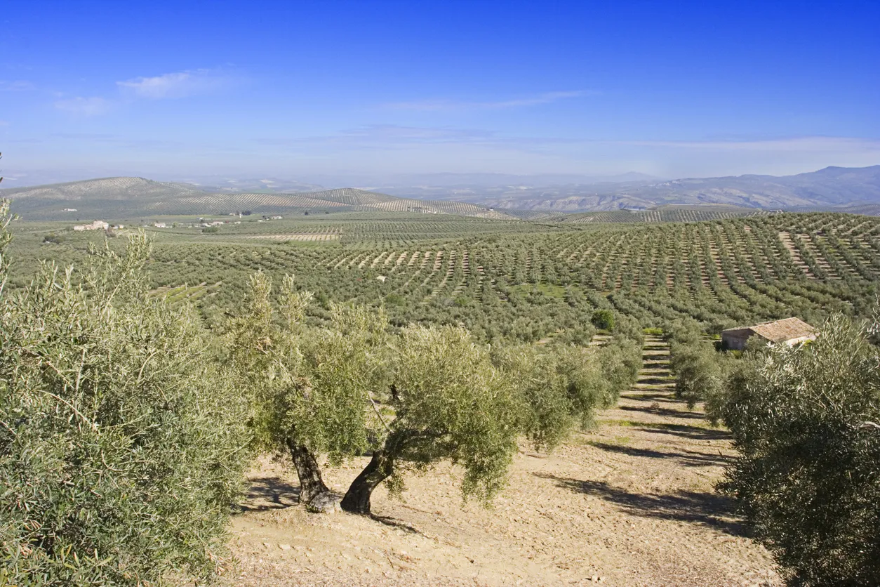 Champs d'oliviers en Andalousie  © iStock / FernandoAH