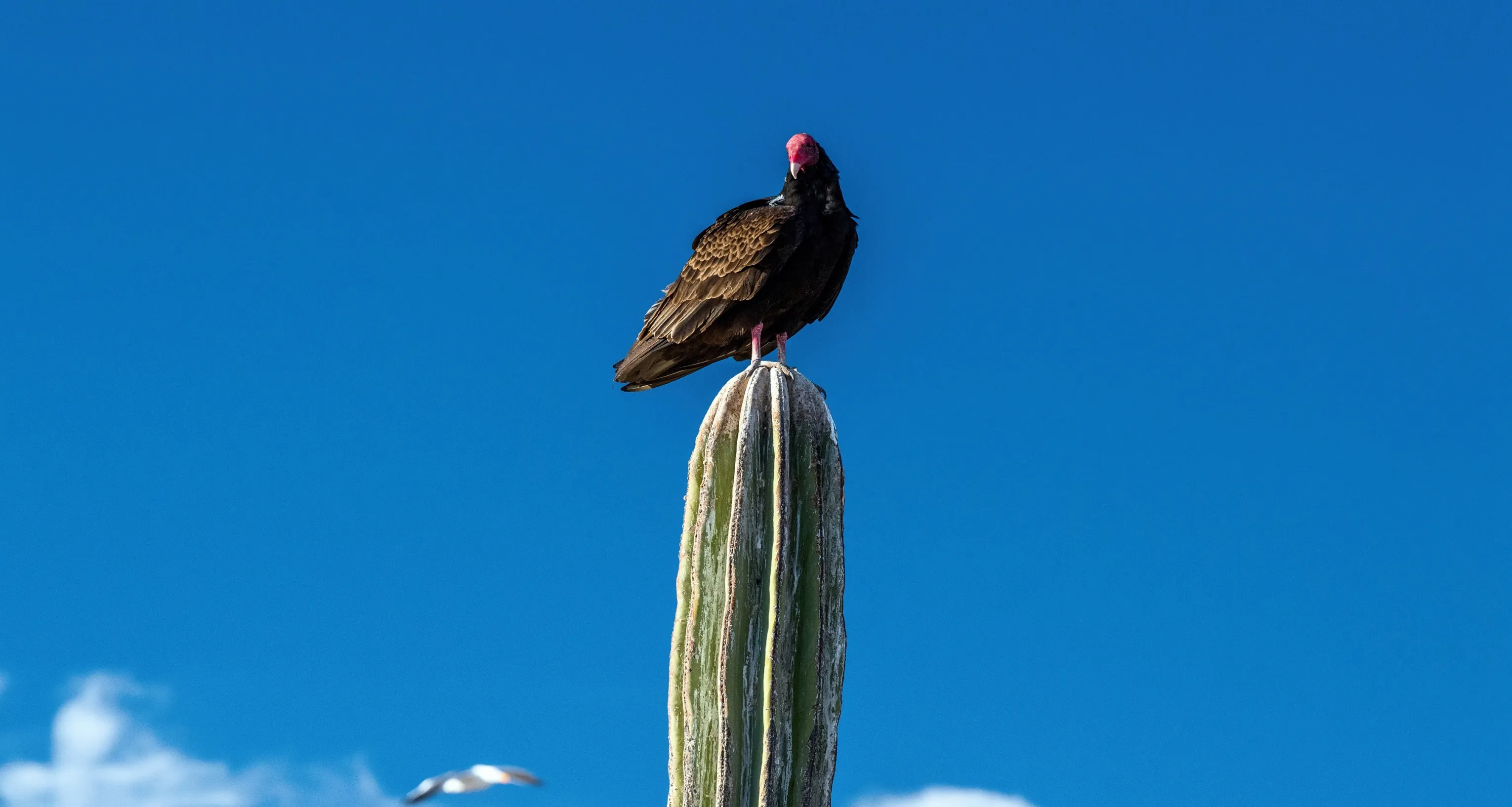 Un "zopilote" mot mexicain pour le vautour ©  iStock / izanbar