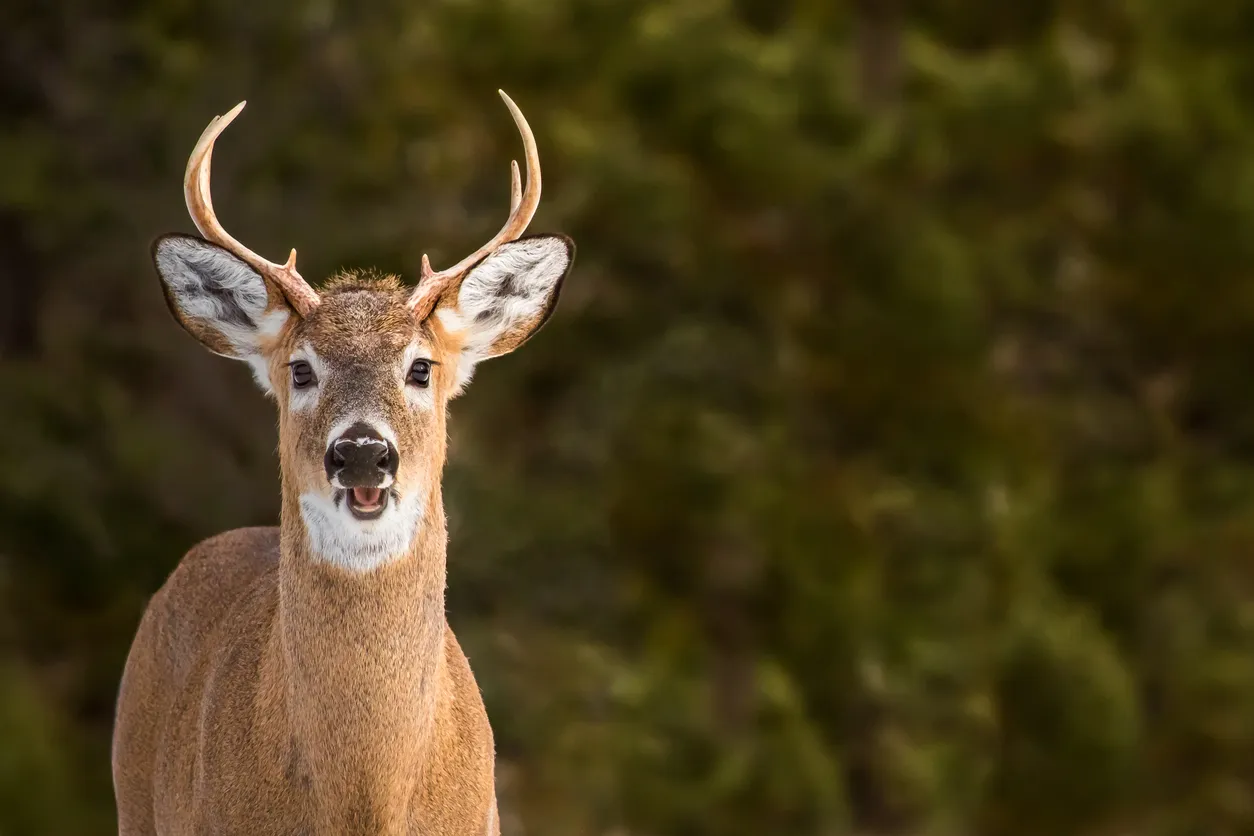  Cerf de Virginie, appelé chevreuil au Québec © iStock / RT-Images