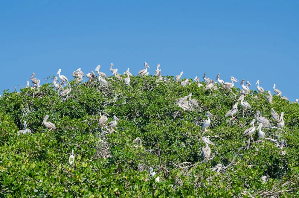 Colonie de pélicans posés sur les arbres de la mangrove de Casamance, Sénégal, Afrique | © Fabian Pl